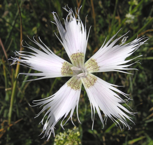Dianthus monspessulanus / Garofano di bosco
